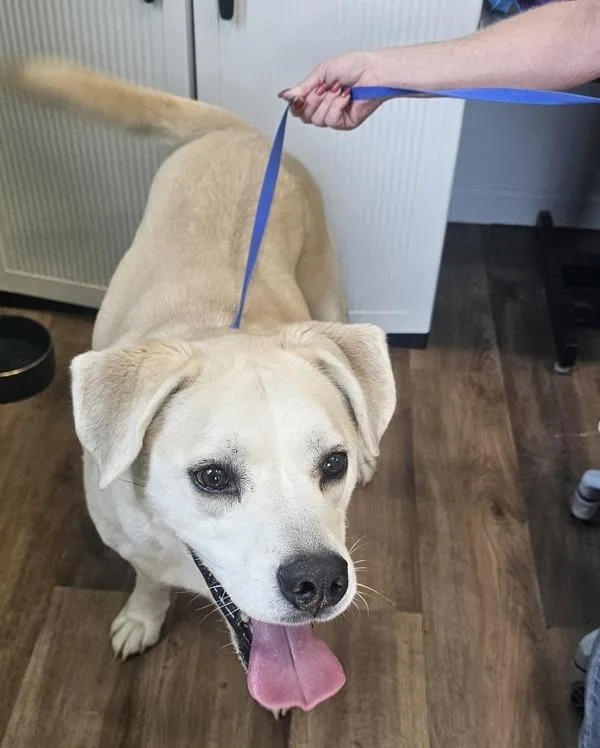 An adult large-sized male Labrador Retriever dog named Garson for adoption in Cleveland, TN