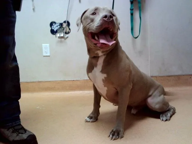 A young large-sized male Pit Bull Terrier dog named Black for adoption in Martinez, CA