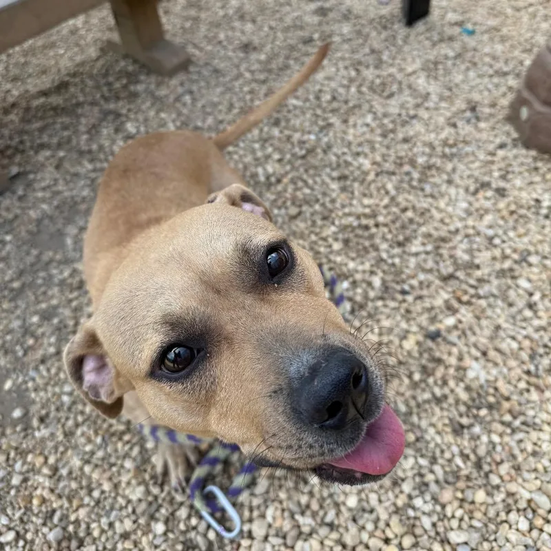 Sheba Aziela thumbnail 2