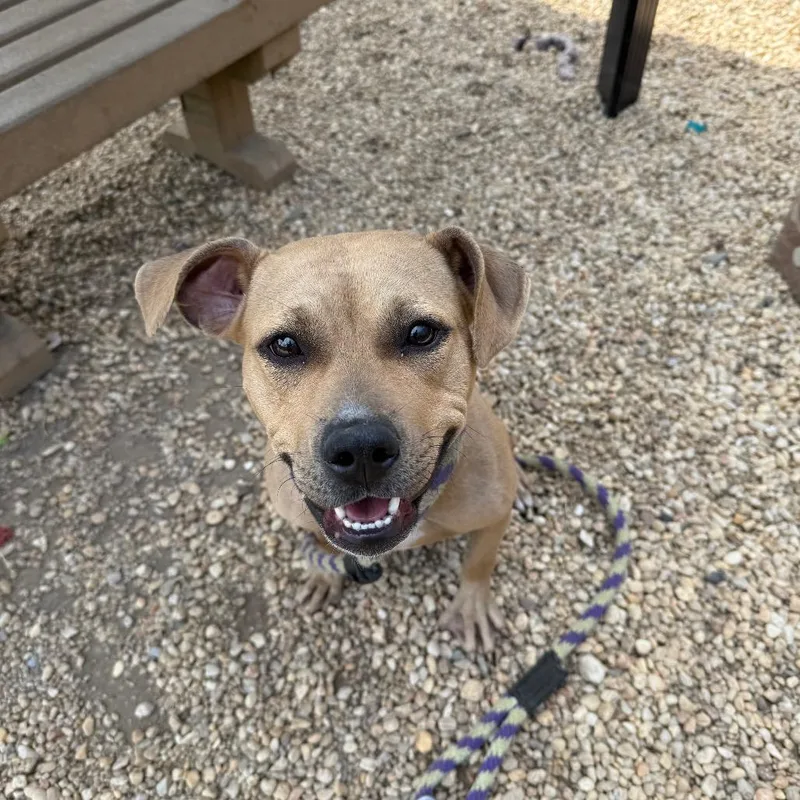 Sheba Aziela thumbnail 3