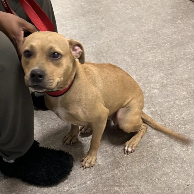 Sheba Aziela thumbnail 5