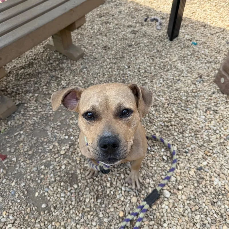 Sheba Aziela thumbnail 6