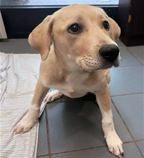A baby medium-sized female Yellow / Tan / Blond / Fawn Mixed Breed dog named Rosie for adoption in Nashville, TN