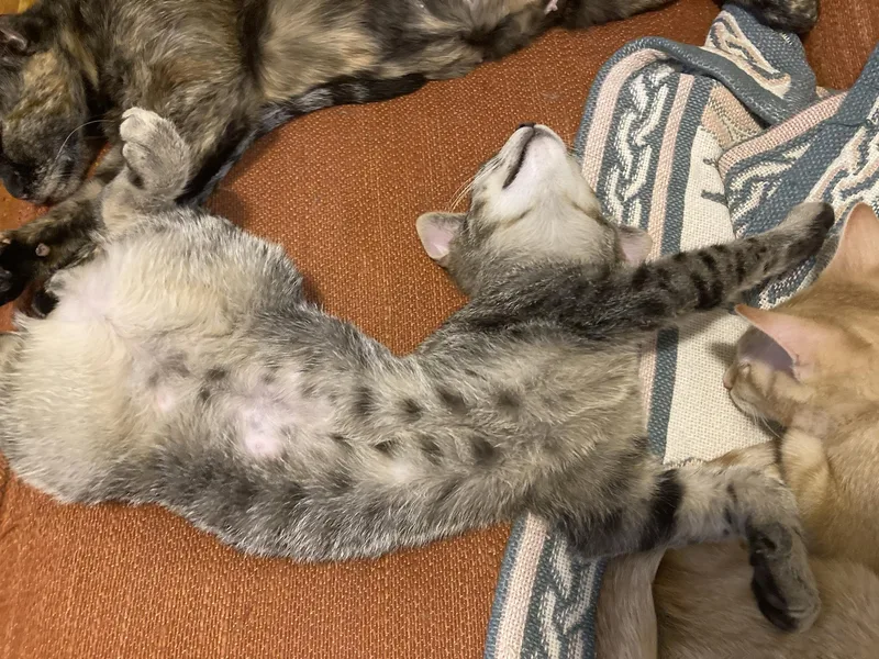 Tank Spruce thumbnail 2