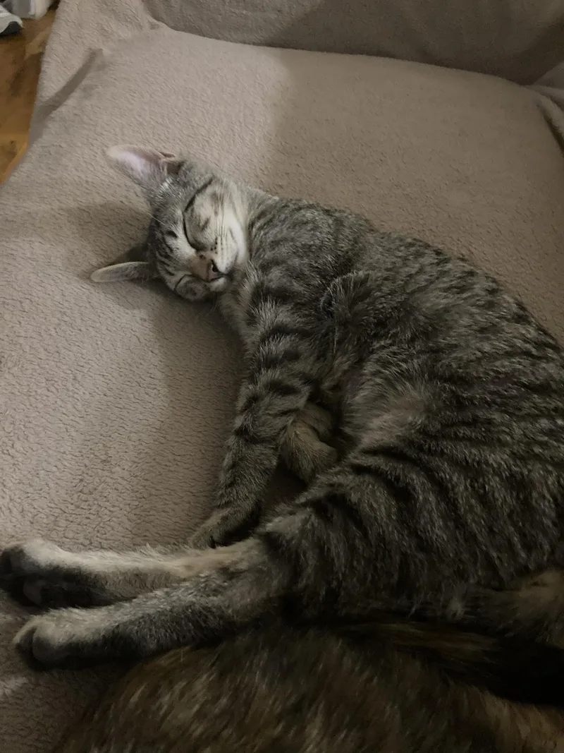 Tank Spruce thumbnail 3