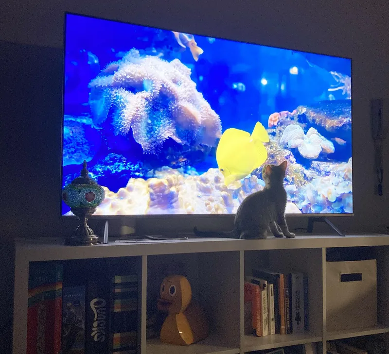 Tank Spruce thumbnail 5