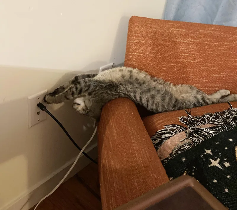 Tank Spruce thumbnail 6