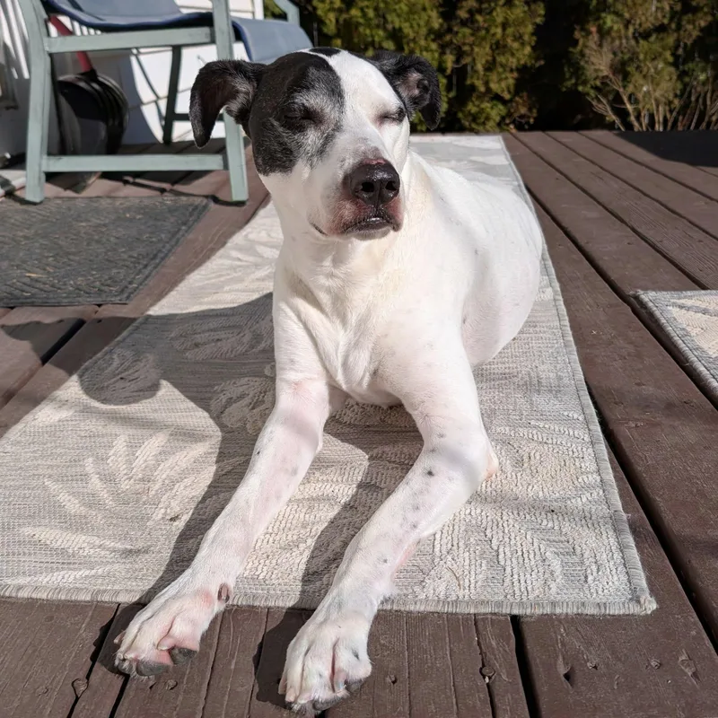 A senior large-sized female White / Cream Great Dane dog named Eve for adoption in Monticello, IA
