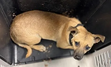 An adult small-sized male Chihuahua dog named Russet for adoption in Fresno, CA