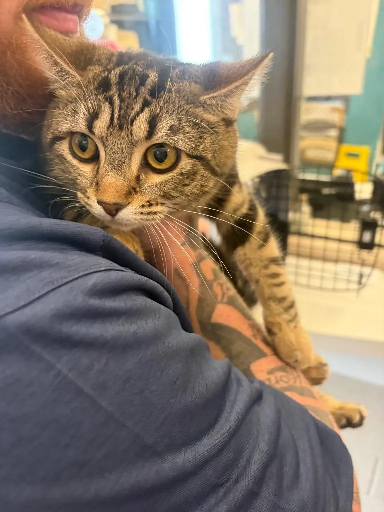 A young large-sized female Bengal cat named Jasmine for adoption in Gallatin, TN