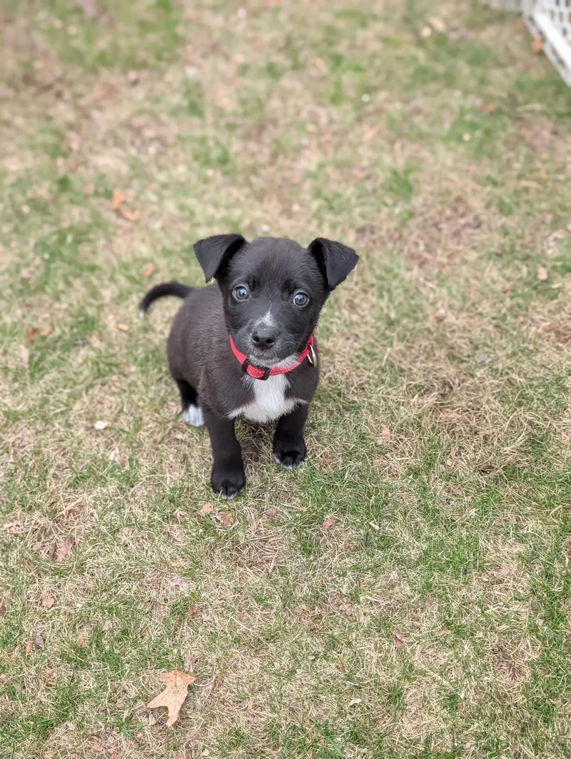 A baby medium-sized male Mixed Breed dog named Mickey for adoption in New York, NY