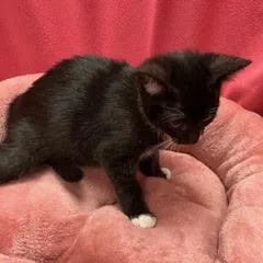 A baby medium-sized female Black Domestic Short Hair cat named Linguine for adoption in Green Valley, AZ