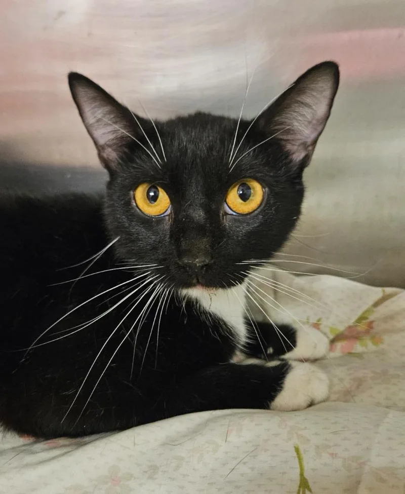 A baby medium-sized female Domestic Short Hair cat named Deeleah for adoption in Sherwood, AR