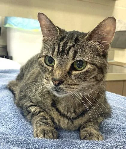 A senior medium-sized female Domestic Short Hair cat named Fifi for adoption in Fishers, IN