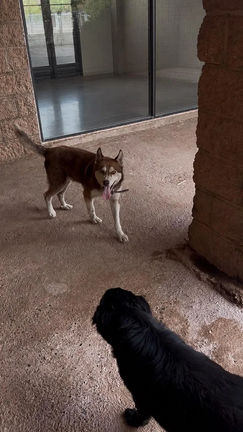 A young medium-sized male Siberian Husky dog named Rojo for adoption in Tucson, AZ