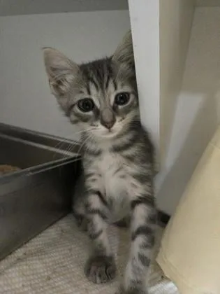 A baby small-sized male Domestic Short Hair cat named Club for adoption in Savannah, GA