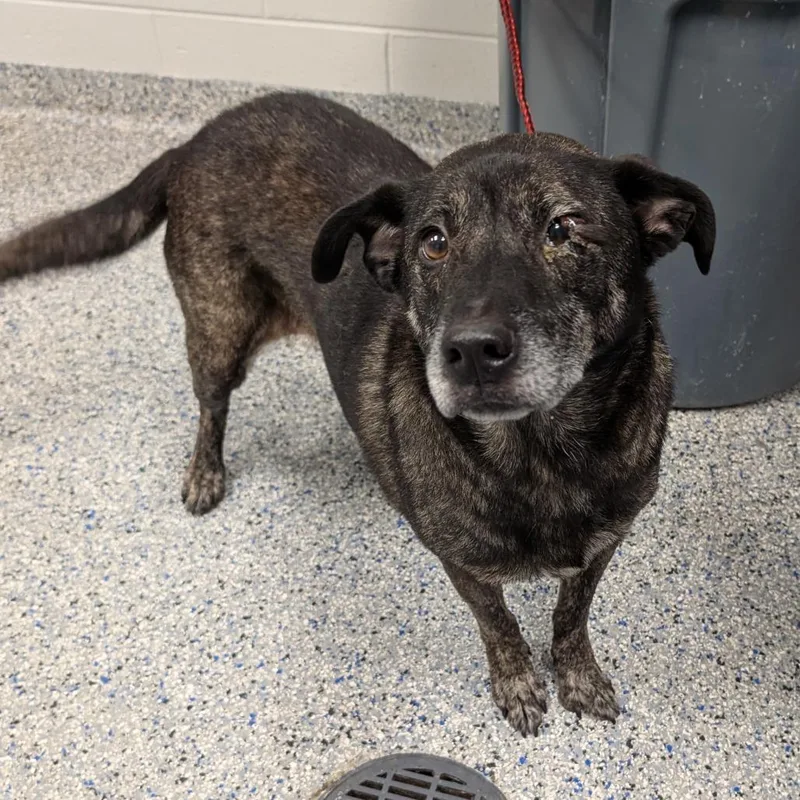 A senior medium-sized male Brown / Chocolate Shepherd dog named Joffrey for adoption in Greenville, SC