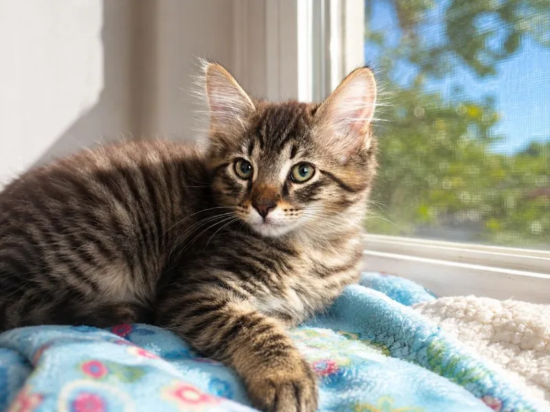 A baby small-sized male Domestic Medium Hair cat named Lido for adoption in Sebastian, FL