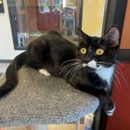 An adult medium-sized female Black & White / Tuxedo Domestic Short Hair cat named Melody for adoption in Rochester, MN