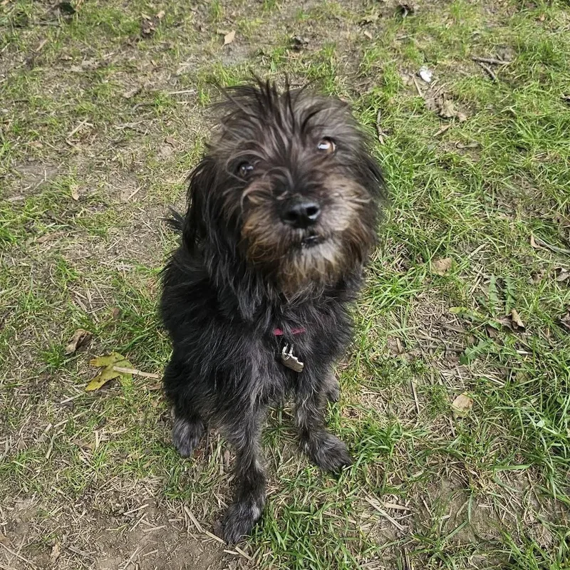 A young small-sized female Black Miniature Schnauzer dog named Maxie for adoption in Grafton, OH