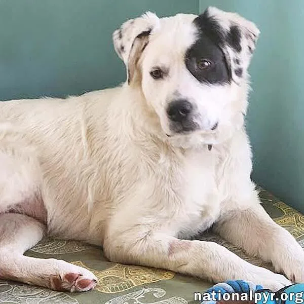 A young medium-sized female White / Cream Great Pyrenees dog named Laney In Oh  for adoption in Beacon, NY