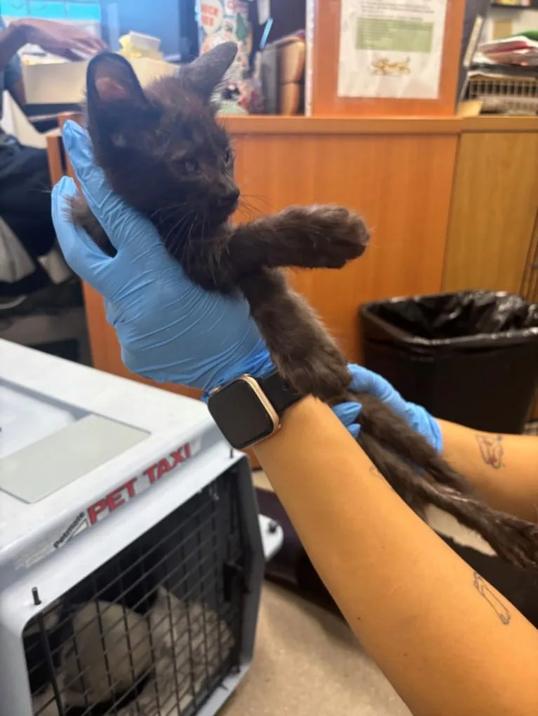 A baby small-sized male Domestic Short Hair cat named A for adoption in Burbank, CA