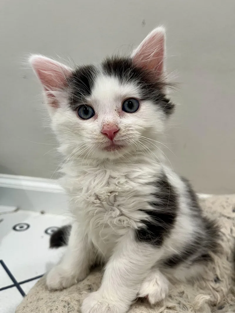 A baby small-sized male Domestic Medium Hair cat named Rum Tum Tugger for adoption in Alexandria, VA