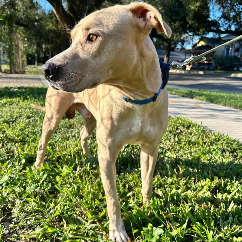 Paddington thumbnail 3