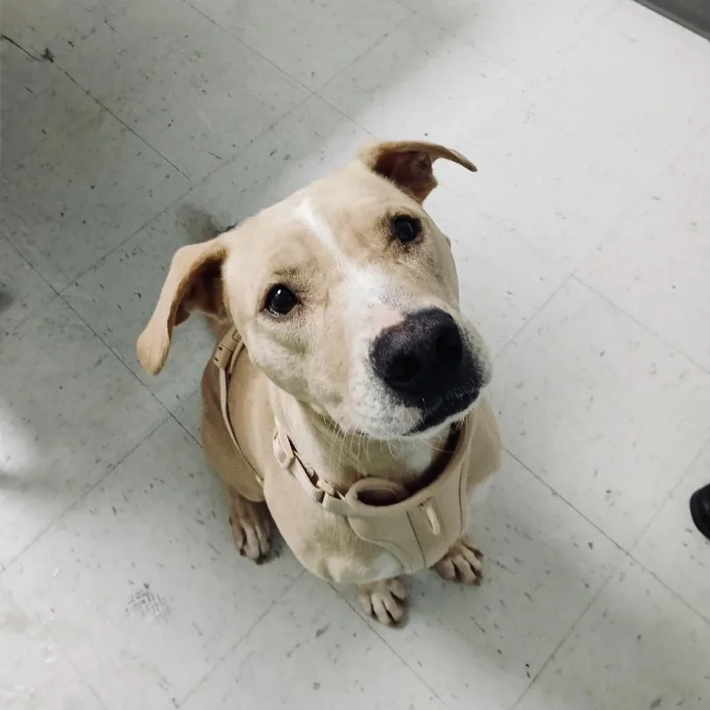 Paddington thumbnail 4