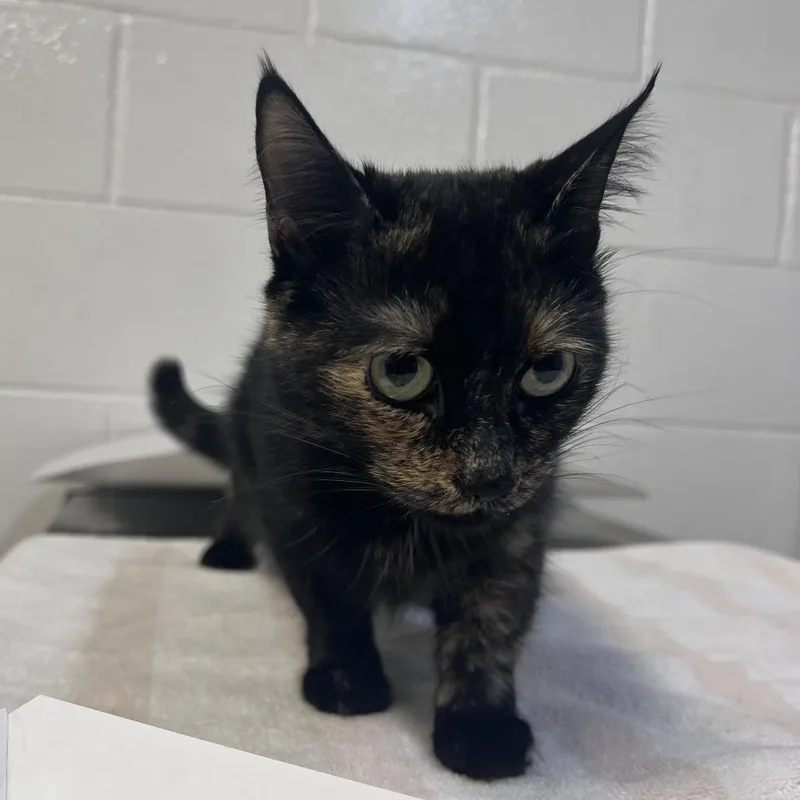 An adult medium-sized female Domestic Short Hair cat named MONTStray for adoption in Perkiomenville, PA