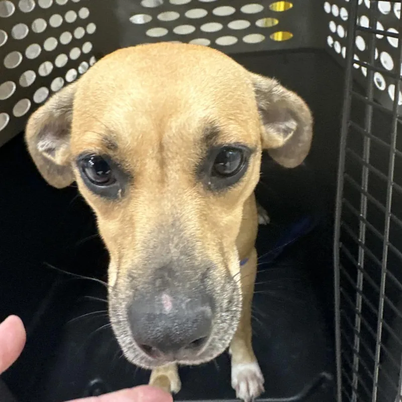 An adult medium-sized female Brown / Chocolate Black Mouth Cur dog named Chloe for adoption in Birmingham, AL