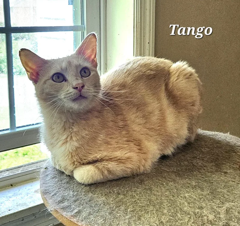 Tango
