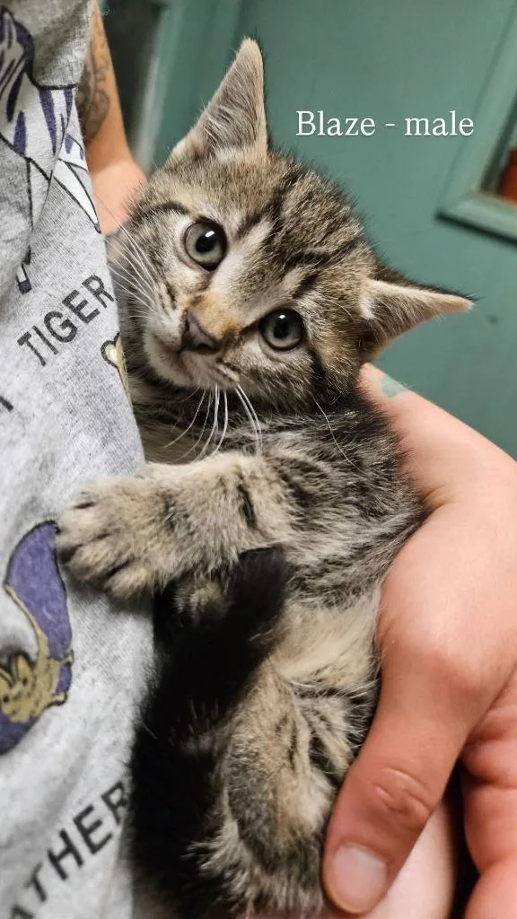 A baby small-sized male Domestic Short Hair cat named Blaze for adoption in LIberty, NY