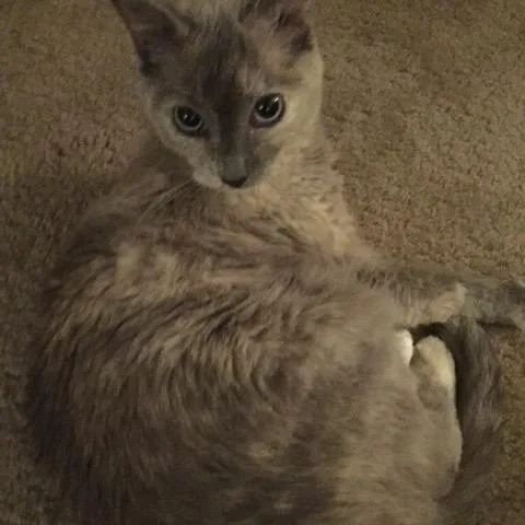 A senior medium-sized female Gray / Blue / Silver Domestic Short Hair cat named Mimi for adoption in Katy, TX