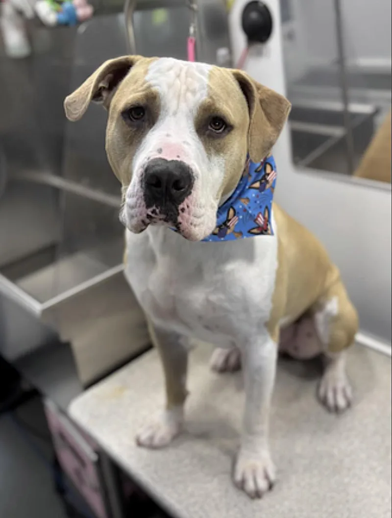 A young large-sized male Yellow / Tan / Blond / Fawn Pit Bull Terrier dog named Gilly for adoption in Amherst, MA