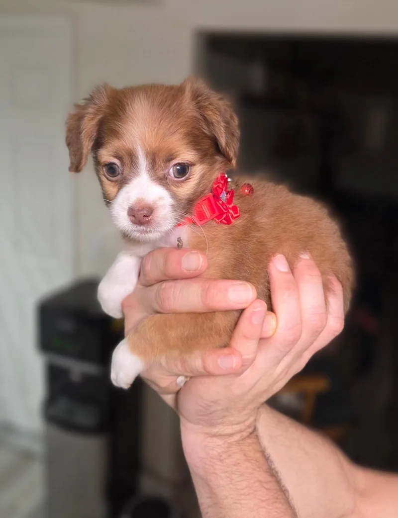 A baby small-sized female Shih Tzu dog named Ruby for adoption in Penryn, CA