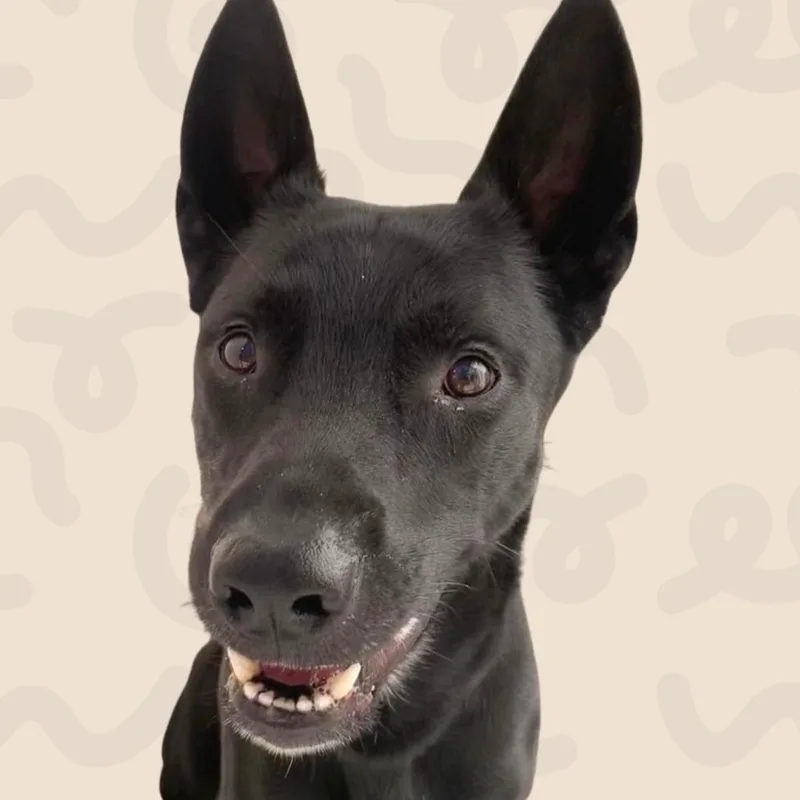 An adult medium-sized male German Shepherd Dog dog named Lufy for adoption in Reno, NV