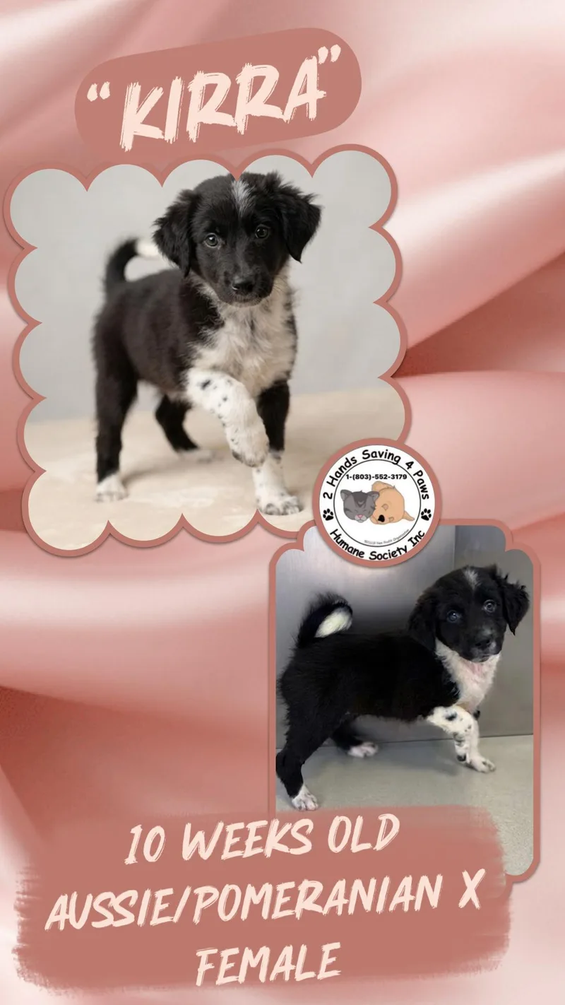 A baby medium-sized female Black Australian Shepherd dog named Kirra for adoption in Thomson , GA