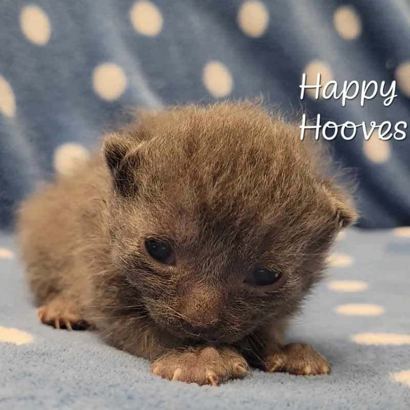 Happy Hooves