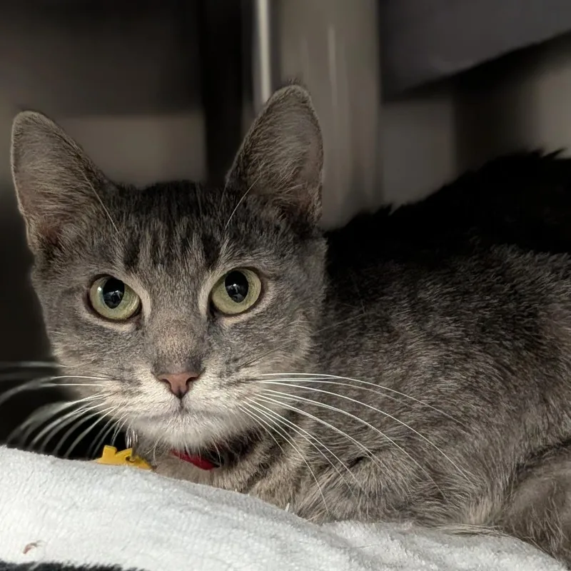 A young medium-sized female Gray / Blue / Silver Domestic Short Hair cat named Polly for adoption in Springfield, MA