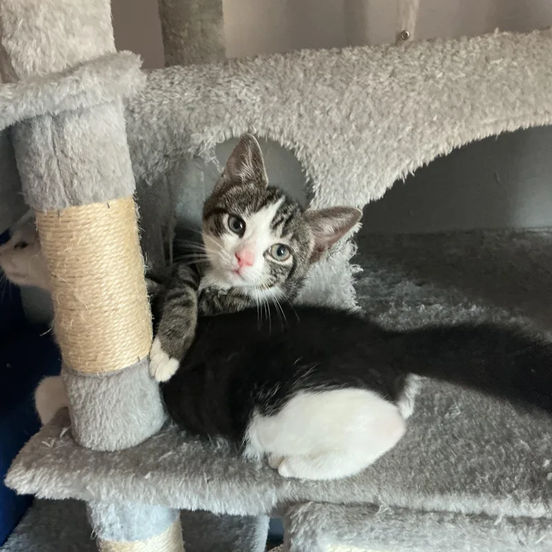 A baby small-sized male Black & White / Tuxedo Domestic Short Hair cat named Soba & Some for adoption in Waltham, MA