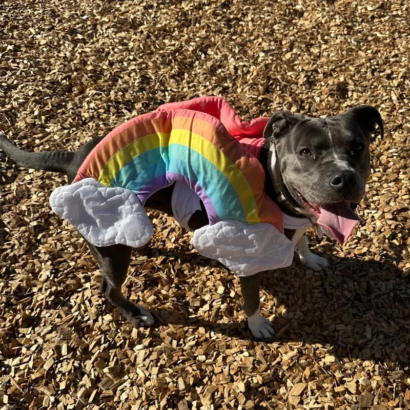 A senior medium-sized female American Staffordshire Terrier dog named Robin for adoption in Logan, UT