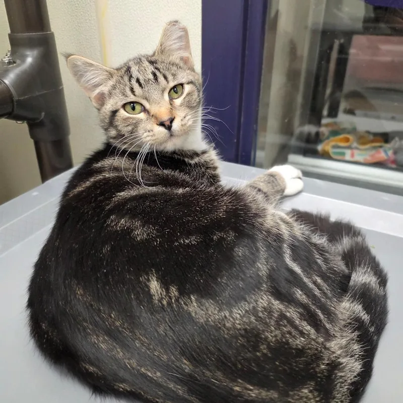 A young medium-sized male Brown / Chocolate Domestic Short Hair cat named Frost for adoption in Oshkosh, WI