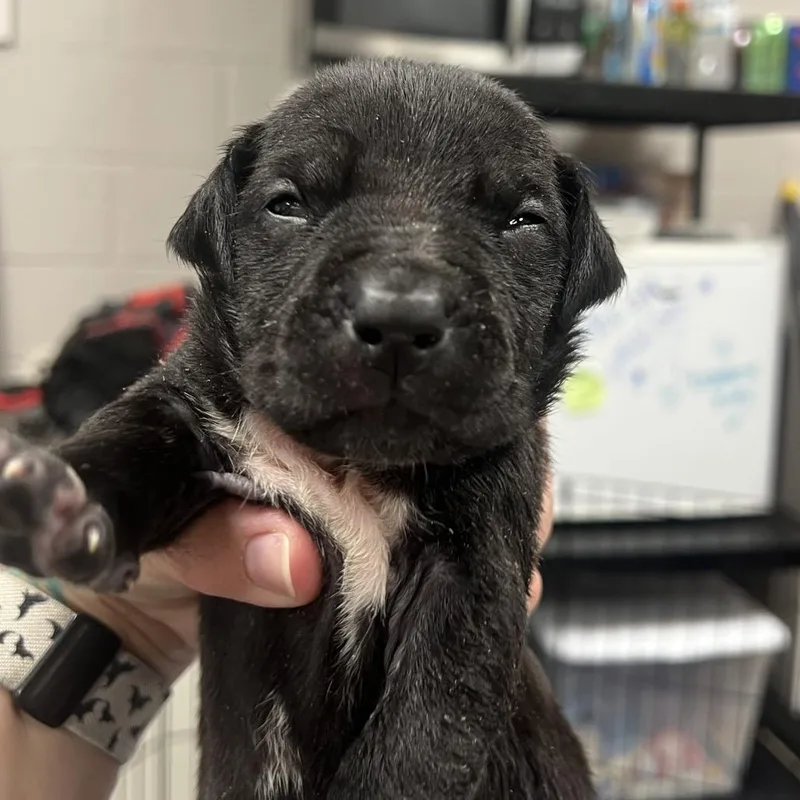 A baby small-sized female Black Pit Bull Terrier dog named Justice for adoption in East Saint Louis, IL