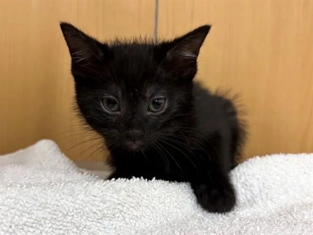 A baby small-sized female Domestic Short Hair cat named Pickles for adoption in Saint Louis, MO