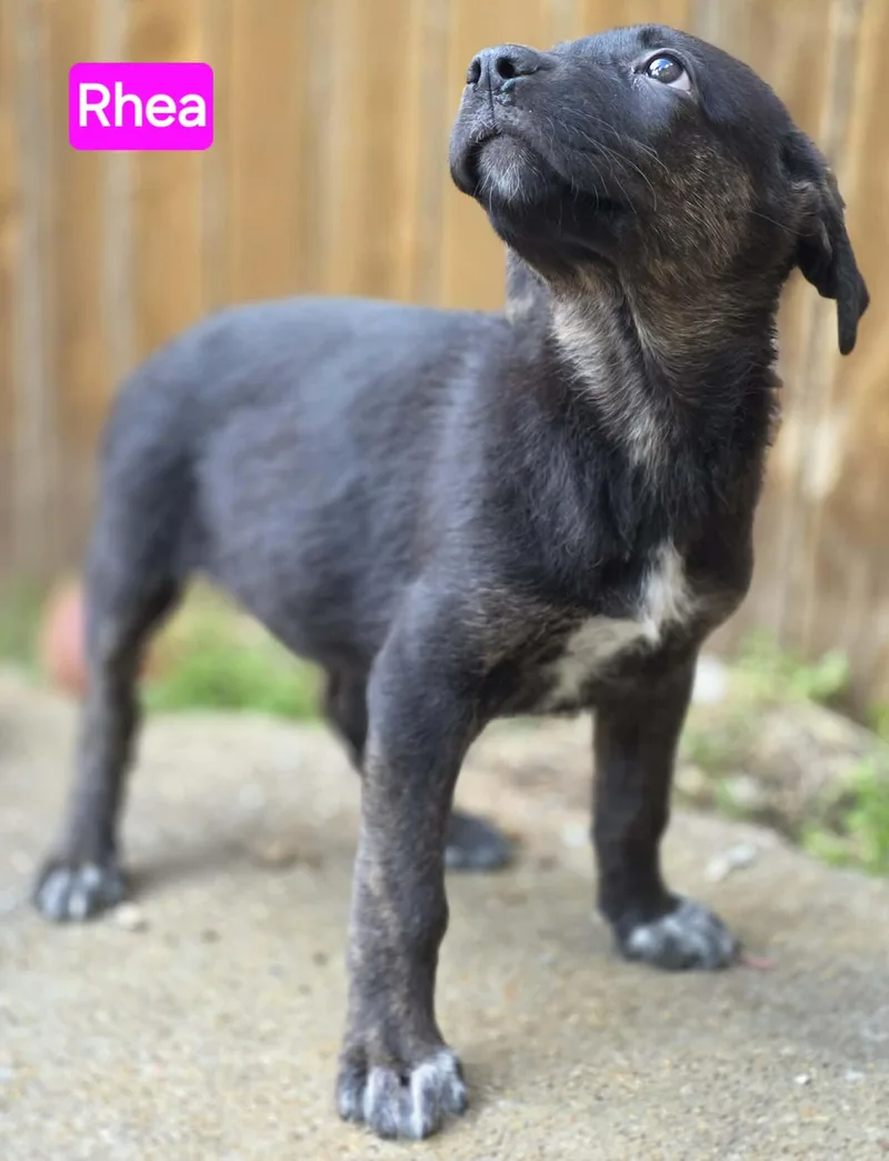 A baby large-sized female Brindle German Shepherd Dog dog named Rhea for adoption in Greeneville, TN