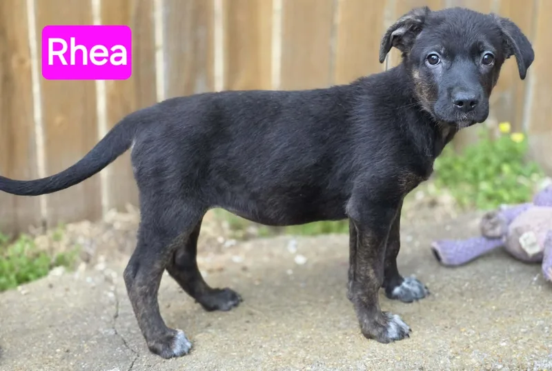 Rhea thumbnail 2