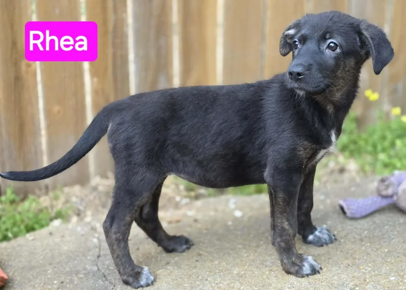 Rhea thumbnail 3