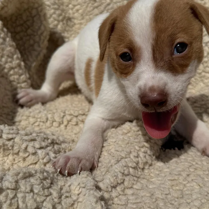 A young small-sized female White / Cream Dachshund dog named Avery for adoption in Ione, CA
