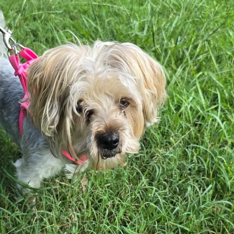 A young small-sized female Yorkie Poo dog named Moxie for adoption in Matthews, NC